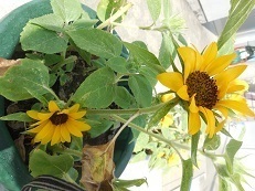 DSCN7170.JPG