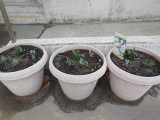 DSCN8386.JPG