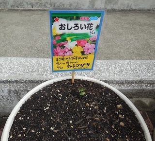 おしろいばな0630.jpg