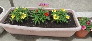 百日草0630.jpg